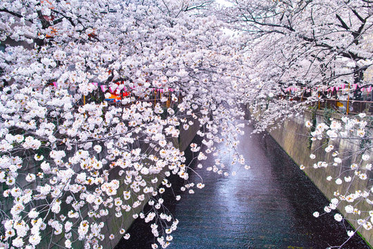 春の目黒川桜まつり

