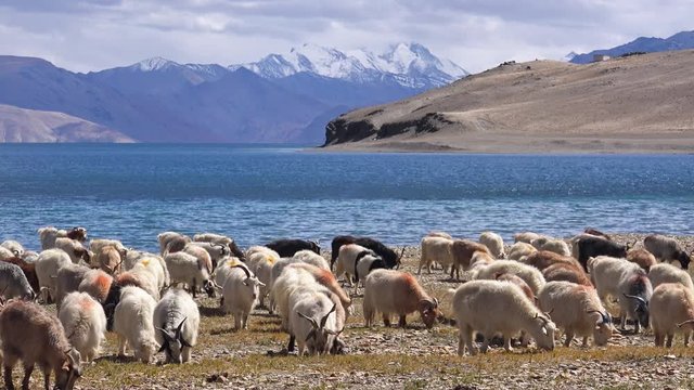 Group of sheeps and Kashmir Pashmina goats grazing, eating grass near Tso Moriri lake at Himalaya mountains. Astonishing pastoral scenery with herd of domestic animals at highland. Ladakh, India