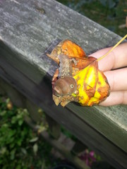 Friendly caterpillar out for a stroll