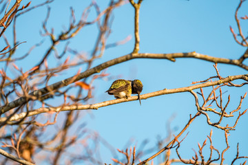tiny humming bird cleaning its beak on the tree branch under blue sky on a sunny day