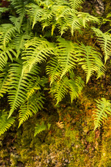 green fern leaves covered tree trunk filled with mosses