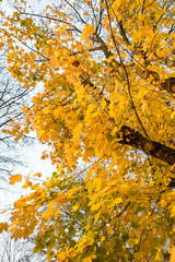 thick tree trunks covered with mosses under the beautiful golden autumn leaves under cloudy sky