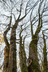 leafless tree trunks covered in mosses under cloudy sky