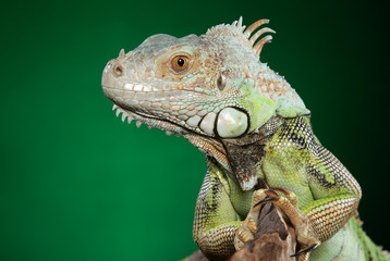 Green iguana portrait