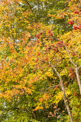 background of branches with red fruits in front of trees with green and yellow leaves