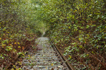 abandoned railway tracks inside forest covered with fall leaves