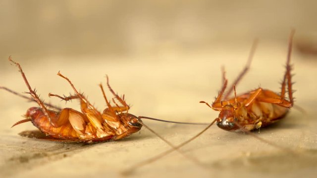 close up huge cockroach dead on the floor outside
