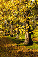 line of trees with golden leaves on the road side filled of yellow fall leaves under the sun