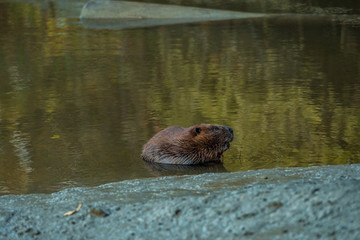 cute fat beaver cleaning the teeth by the river bank in the shade in the morning