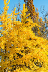 Fototapeta premium dense beautiful golden leaves under the blue sky on a sunny autumn morning