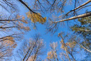 golden leaves on the top of the tall trees in the forest under the blue sky