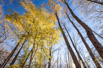 golden leaves on the top of the tall trees in the forest under the blue sky
