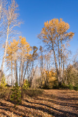 trail inside forest with sunlight hitting the ground through the golden foliage on an autumn morning