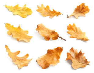 Naklejka premium Set with autumn leaves on white background. Fall foliage