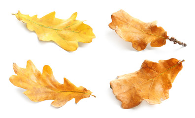 Naklejka premium Set with autumn leaves on white background. Fall foliage