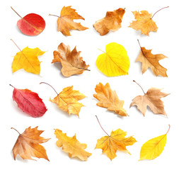 Set with autumn leaves on white background. Fall foliage