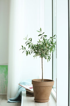 Pot with olive tree on window sill in cozy interior