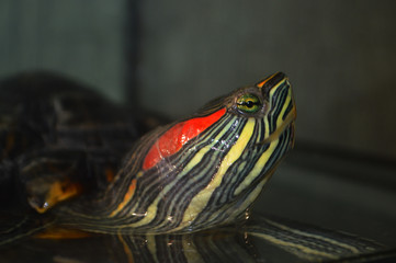 Fototapeta premium Природа