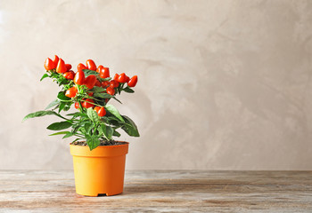 Potted chili pepper plant on wooden table. Space for text