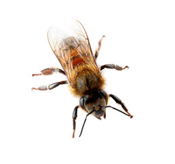 Beautiful honeybee on white background. Domesticated insect