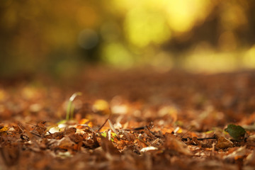 Beautiful view of autumn foliage on ground. Space for text