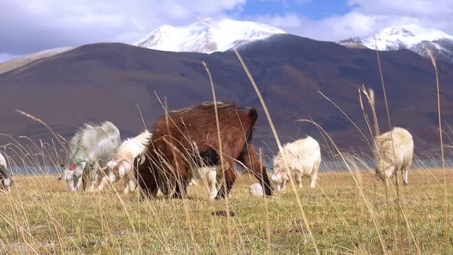 Herd of sheeps and Changthangi or Kashmir Pashmina goats eating herbs against beautiful Himalaya mountains near Tso Moriri lake. Gorgeous domestic animals grazing at Himalayan highlands. Ladakh, India