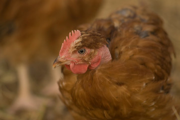 pollos  