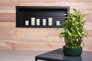 Fototapeta premium Pot with green bamboo on table in room. Space for text