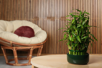 Naklejka premium Pot with green bamboo on table in room. Space for text