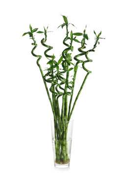 Vase with green bamboo on white background