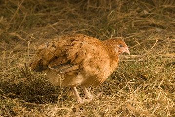 pollos  