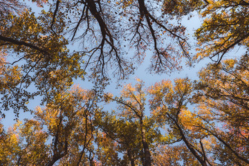 Lookup on fall, autumn foliage tree tops