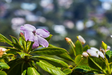 Impatiens sodenii flowers (Poor man's rhododendron), Sausalito, San Francisco bay area, California