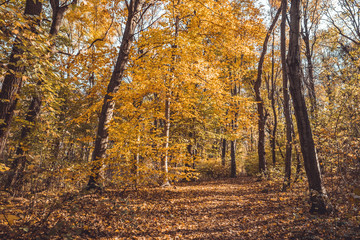 Fototapeta premium Beautiful golden foliage tree leaves in park