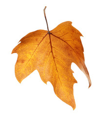 Beautiful autumn leaf on white background. Fall foliage