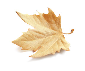 Fototapeta premium Beautiful autumn leaf on white background. Fall foliage