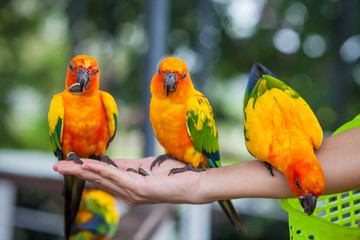 Macaw beautiful color eat on hand