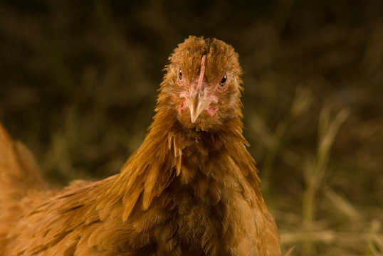 pollos  