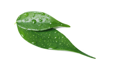 Fototapeta na wymiar Green leaves with water drops isolated on white