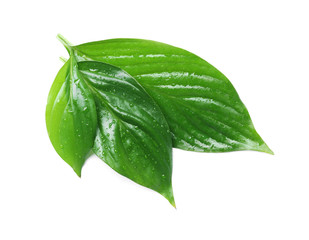 Green leaves with water drops isolated on white