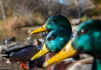 Three mallard ducks in a row. Green and yellow