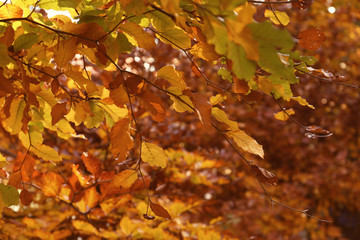 Tree twigs with bright leaves on sunny autumn day