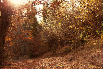 Picturesque landscape with autumn forest on sunny day
