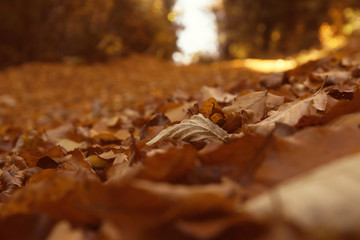 Ground covered with fallen leaves on autumn day