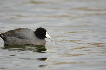 Fulica americana