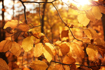 Sunlit golden leaves in autumn forest. Seasonal background