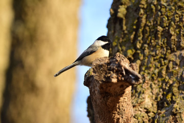 Poecile atricapillus