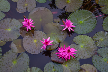 Pink lotus sacred flowers.