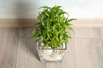 Green bamboo in transparent vase on floor