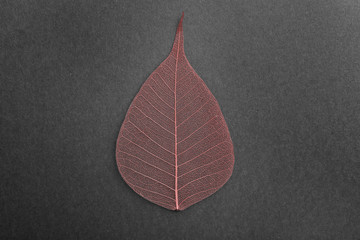 Beautiful decorative skeleton leaf on black background, top view